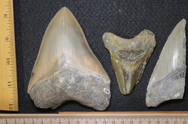 880_otodus (charcarodon) megalodon